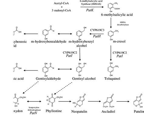 Scheme of patulin biosynthetic pathways. Adapted from [29,41,107 ...