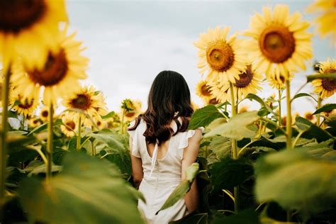 Sunflower Fields Near London: 5 Sensational Spots To Pick Your Own