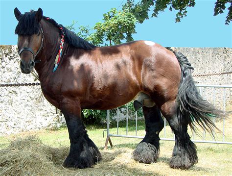 Ardennes Horses | Oklahoma State University