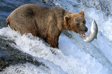 Alaska Brown Bear Catching Salmon Photo in Album One - Photographer: PT ...