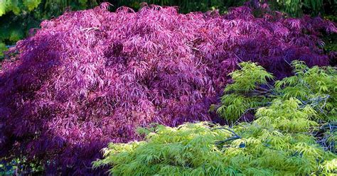 How to Grow and Care for Weeping Japanese Maples