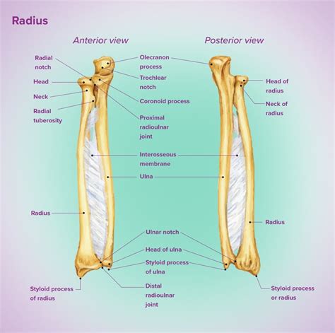 Radial Notch - Bio Lexicon