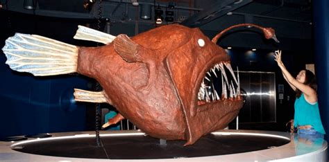 Thanks I hate the actual size of an anglerfish : r/TIHI