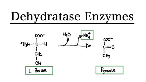 What are Dehydratase Enzymes? | MCAT Biochemistry | Foundational - YouTube