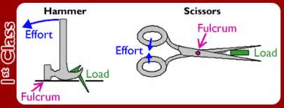 The first class lever | Science online