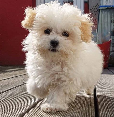 Maltese Bichon Poodle Mix Puppies For Sale - img-egg