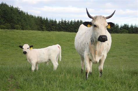 8 Rarest Cattle Breeds in the World - Rarest.org