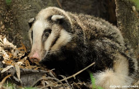 The greater hog badger, native to Southeast Asia, generally resembles ...