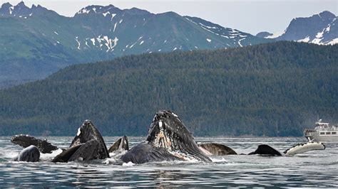 Humpback Whales Bubble Netting / Bubble Feeding in Juneau, Alaska - YouTube