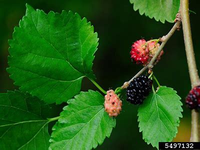 Mulberry - University of Florida, Institute of Food and Agricultural ...