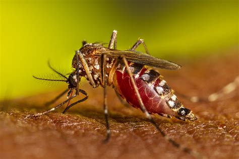 gambar nyamuk aedes - Thad Embry