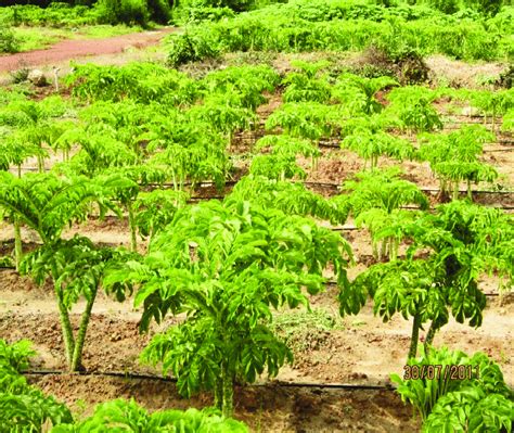 Field view of elephant foot yam cultivation | Download Scientific Diagram