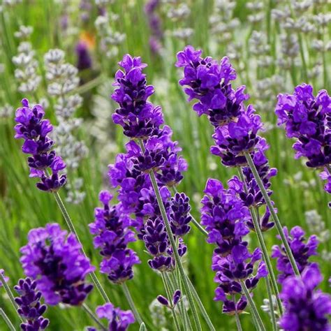 Lavender Flower Photo, Landscape Lavender Flower, #31186