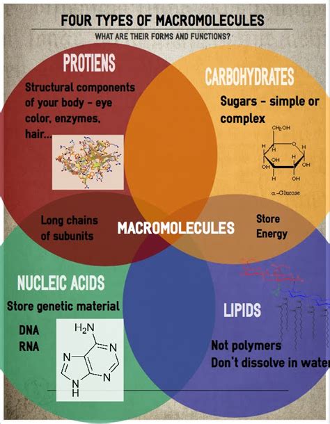 Structure and Function of Biological Macromolecules Study Guide ...