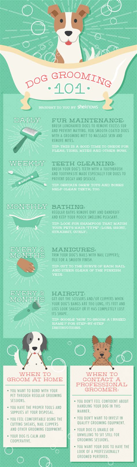 Dog grooming 101: A timeline of when to groom your dog (INFOGRAPHIC ...