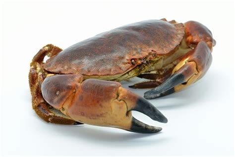 ROCK CRAB – North American Happy Way Inc