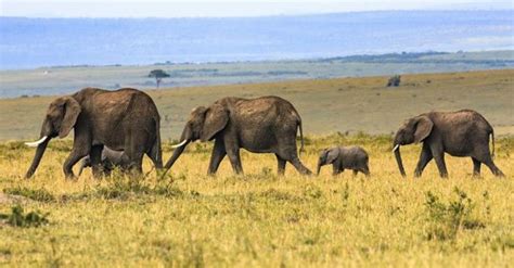 African Savanna Elephant | The Animal Facts | Habitat, Appearance, Diet