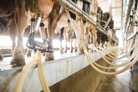 Opinion | The best way to help dairy farmers is to get them out of ...