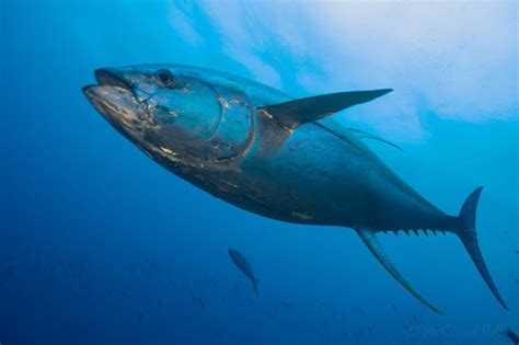 Yellowfin Tuna (Thunnus albacares) · iNaturalist