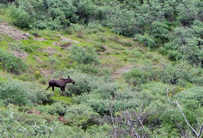 Recognizing Moose Habitat