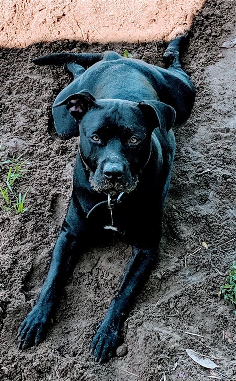 My American Bulldog/Lab hybrid, or American Bullador, Dude. Has anyone ...