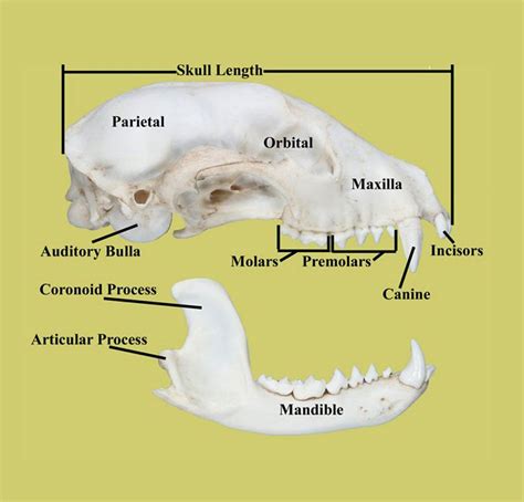 how to identify a skull ( raccoon skull) | Raccoon skull, Animal skulls ...