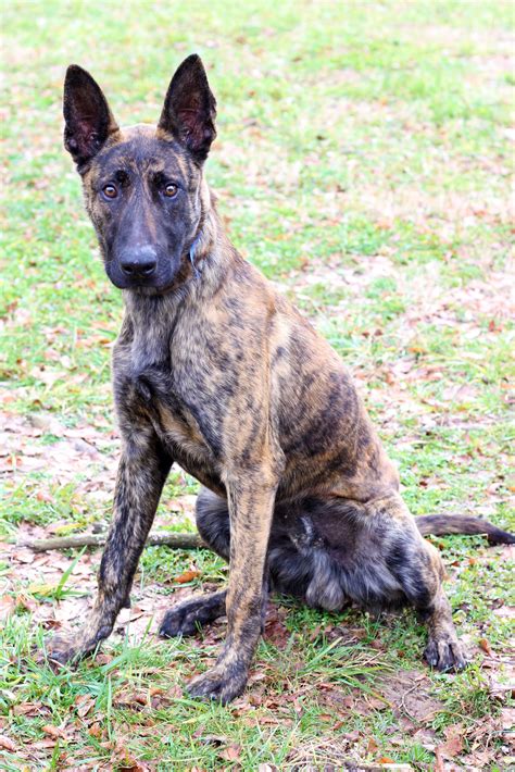 [7+] 5 Months Old Premium Dutch Shepherd Dog Puppy For Sale Or Adoption ...