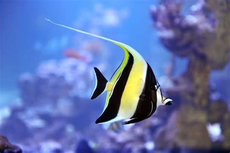 Moorish Idol ~Gill | Marine fish, Australian animals, Sea creatures