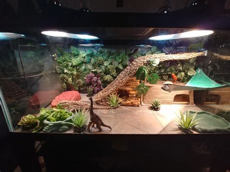 Diy Bearded Dragon Enclosure Materials - DIY Bearded Dragon Enclosure ...