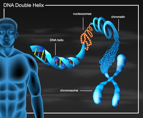 [DIAGRAM] Dna Helix Diagram - MYDIAGRAM.ONLINE