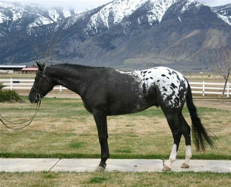 Pinterest | Horses, Appaloosa horses, Beautiful horses