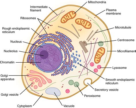 Human Cell - Diagram, Parts, Pictures, Structure and Functions ...