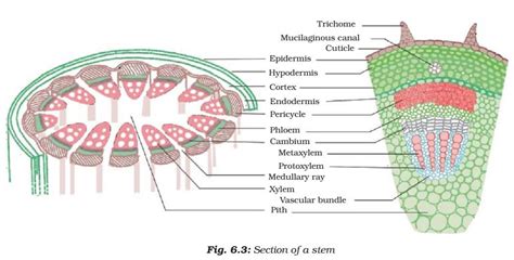 Plant Tissue - Meristematic - Simple, Complex Permanent Tissue | Plant ...