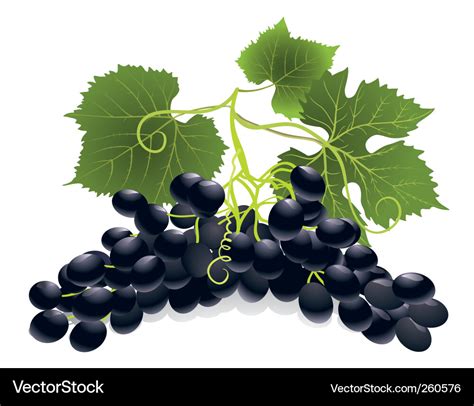 Grapes Royalty Free Vector Image - VectorStock