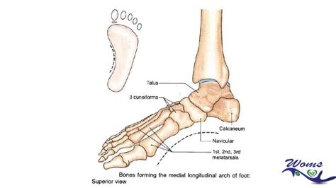 Arches of foot : Introduction,Types,Function and Clinical correlation