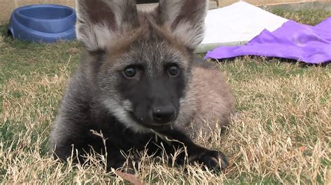 Outside for the First Time! Maned Wolf Pups at the Houston Zoo - YouTube