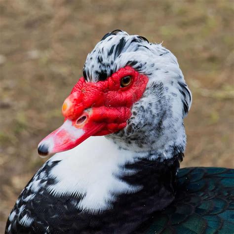 Raising Muscovy Ducks (Everything You Need To Know)