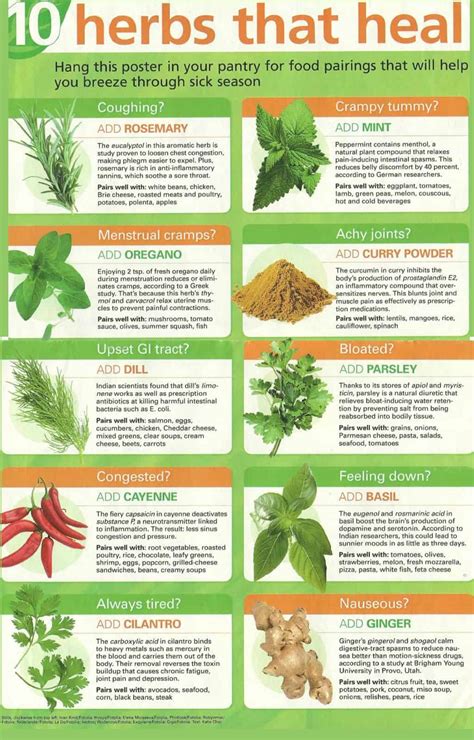 A Witch’s Guide To Healing Herbs | Daily Infographic