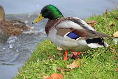 Mallard Duck Free Stock Photo - Public Domain Pictures