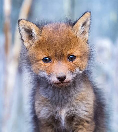 Photographer Captures Enchanting Photos of Finland’s Forest Animals