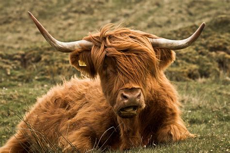 Highland Cattle | Interesting Facts & Photographs | All Wildlife ...