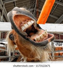 Horse Eat Carrot Photos and Images | Shutterstock