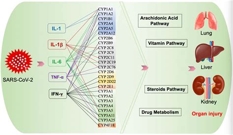 Frontiers | The Role of Cytochrome P450 Enzymes in COVID-19 ...