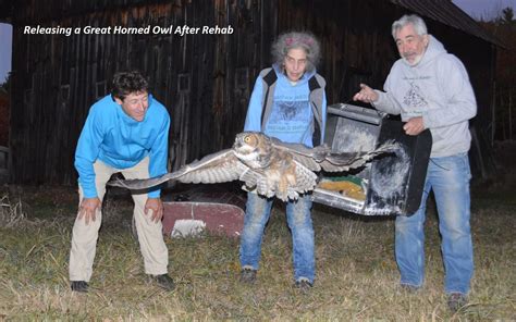 Great Horned Owl Talons