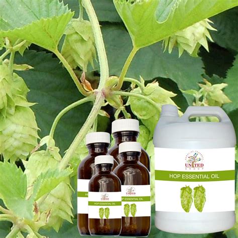 HOP Oil at Rs 12000/litre | हॉप ऑयल, हॉप का तेल - M/s United Group Of ...