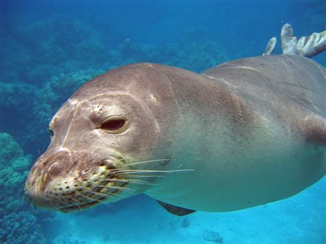 Hawaiian Monk Seal Facts: Habitat, Diet, Conservation, & More