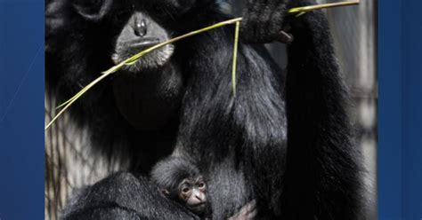 Garden City Zoo announces birth of endangered siamang baby ape