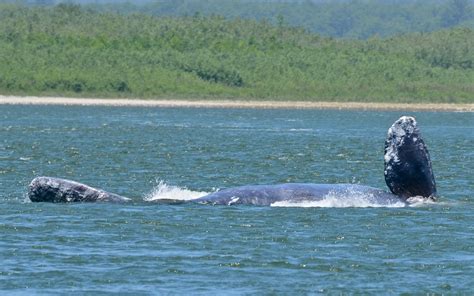 Gray Whale Behavior | On this day each time the whales went … | Flickr