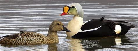 King Eider - American Bird Conservancy