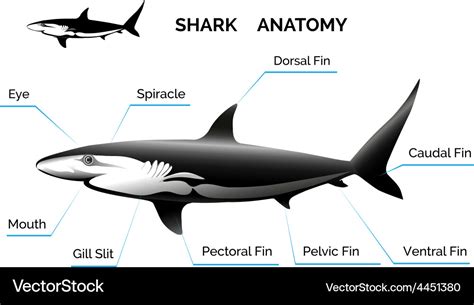 Shark Anatomy Royalty Free Vector Image - VectorStock